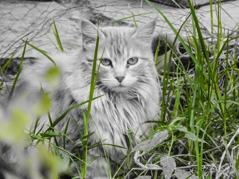 chat blanc