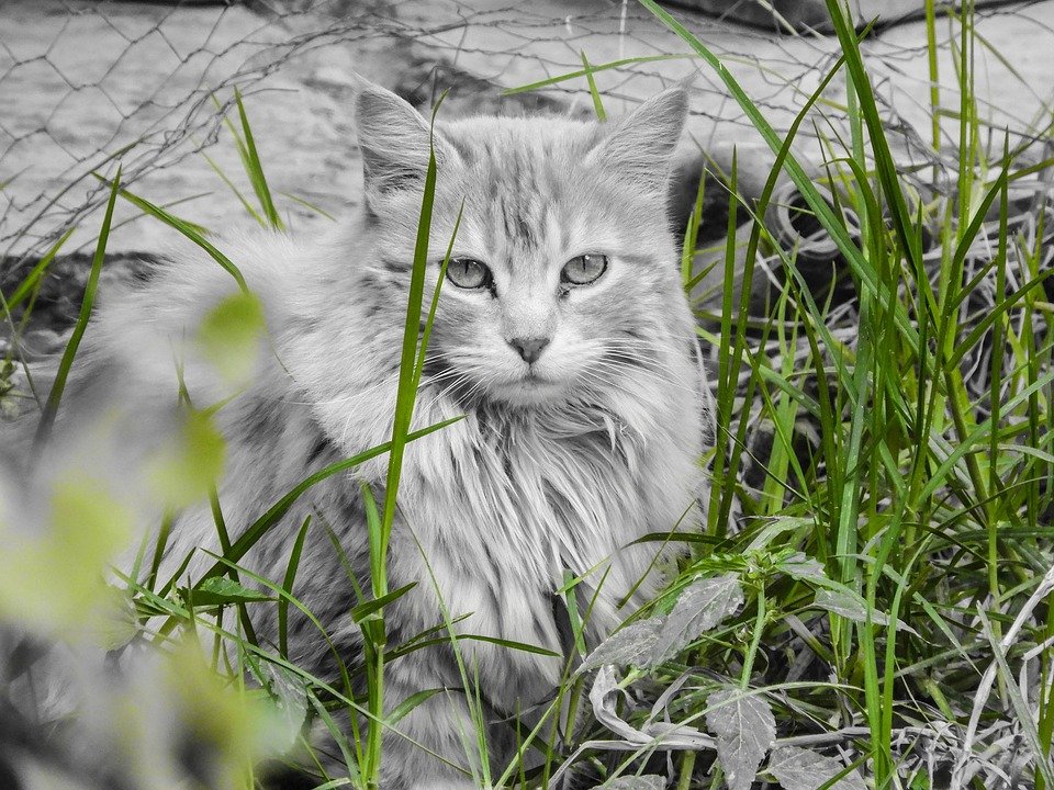 chat blanc