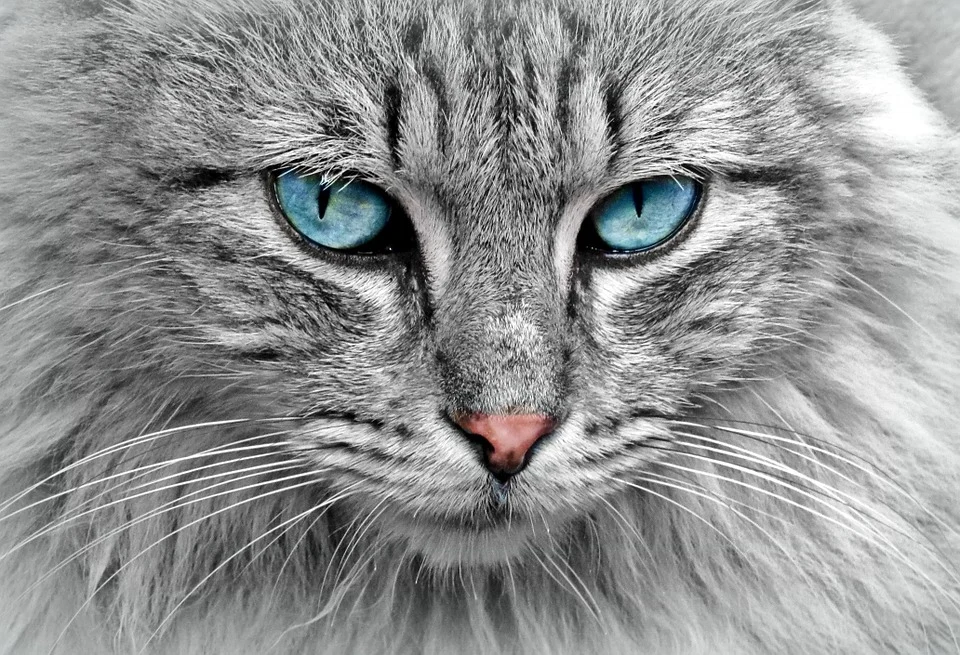 chat yeux bleus