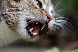 Le nettoyage des dents du chat est facile si vous suivez ces conseils