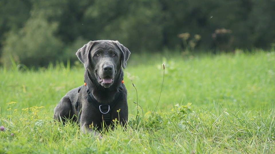 labrador-nom